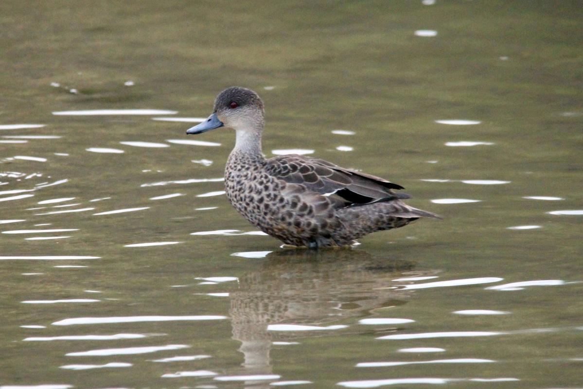 Grey teal (Anas gracilis)